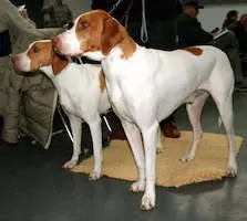 Braque Saint-Germain